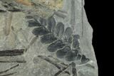 Pennsylvanian Fossil Fern (Neuropteris) Plate - Kentucky #136822-2